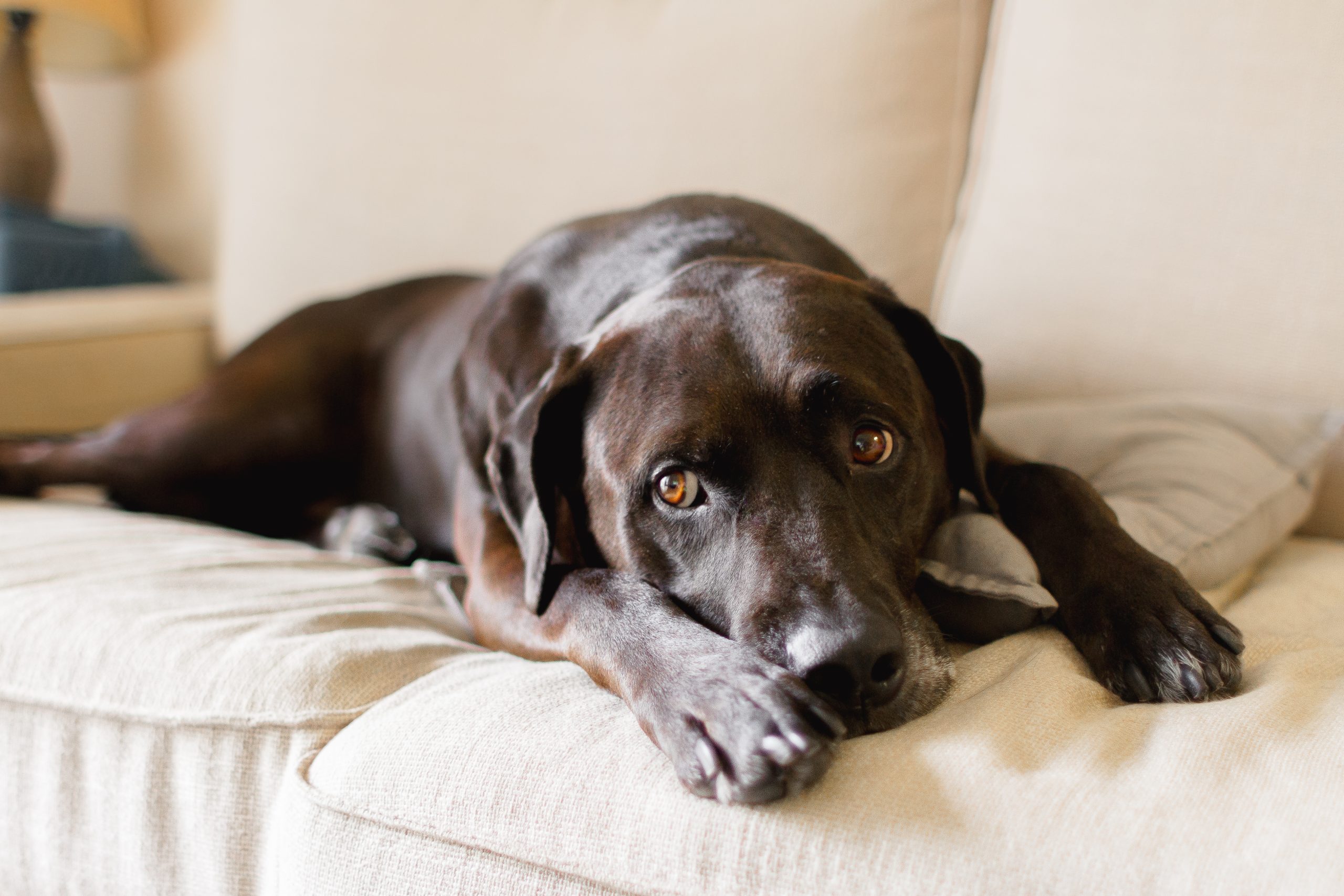 Happy, healthy brown labrador laying on the couch